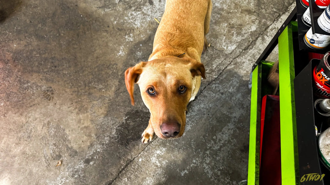 Garage dogs are the best.